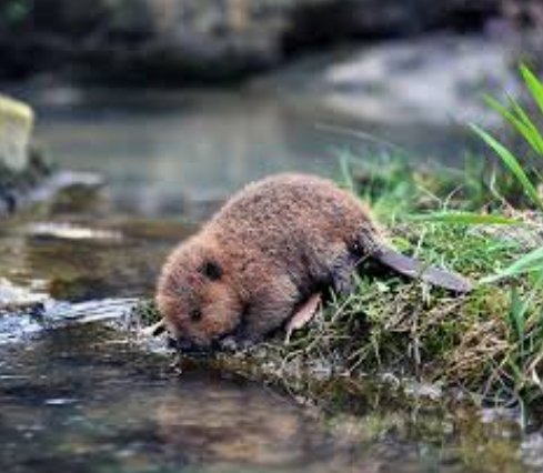 Cool photos of beavers, a thread: