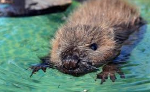Cool photos of beavers, a thread: