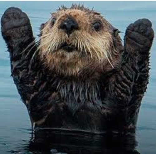 Cool photos of beavers, a thread: