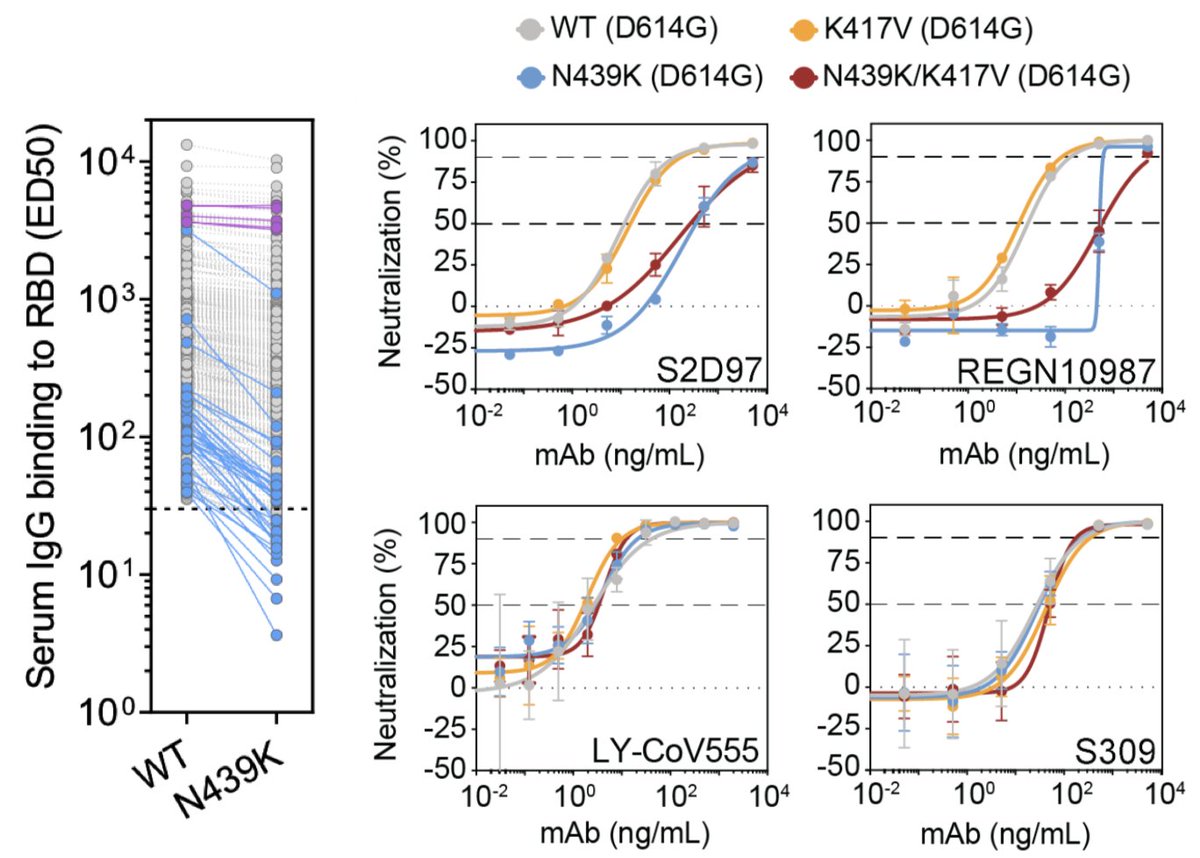3/7 Neutralisation was also affected with reduced monoclonal and polyclonal antibody responses (including one of the Regeneron antibodies). Chris Davis ran cross-competition assays in our high containment labs and found that the variant was not attenuated by this change.