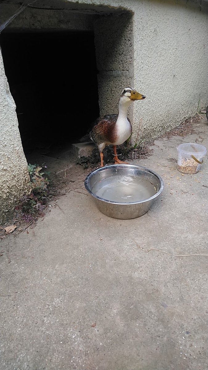 Après ça c'est fini il a pris la confiance, on lui a acheté des graines pour qu'il ai bien de quoi manger et il nous attendais de pied ferme tout les soir pour bouffer