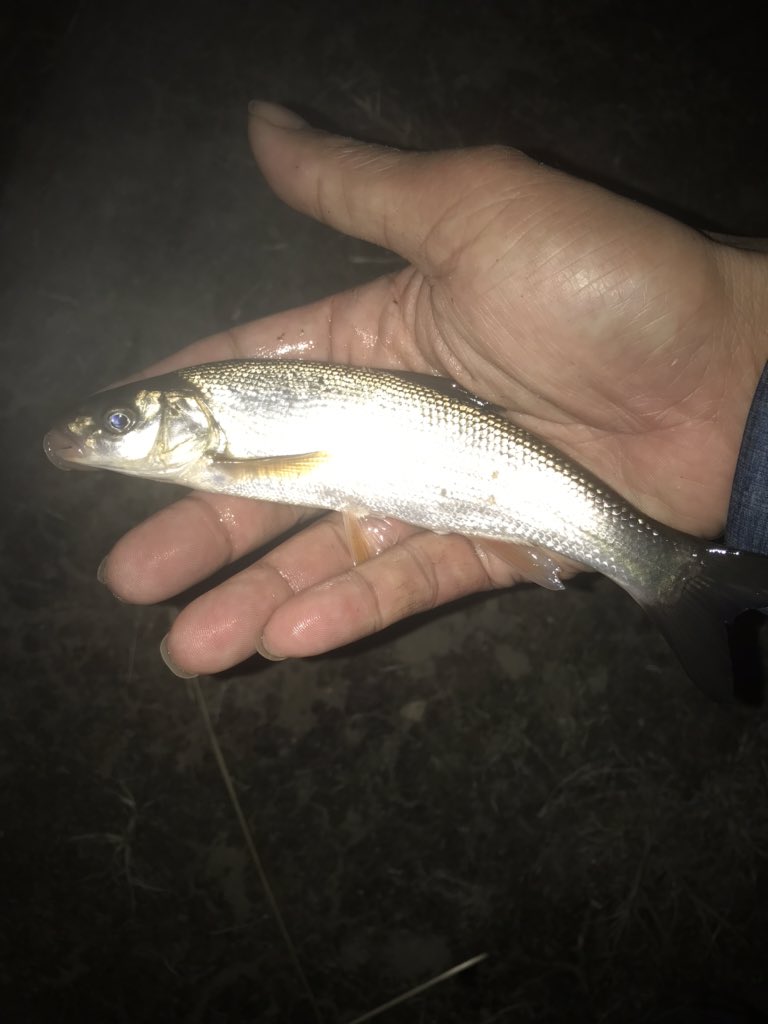 Hachuken V Twitter 写りがイマイチだけど ウグイとオイカワ 日本産淡水魚 日淡 熱帯魚 趣味は全部生き物系 特定外来生物 紅龍 アロワナ オスカー 釣り タナゴ釣り 霞ヶ浦