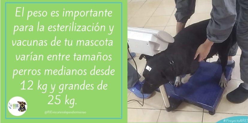RIErescateindep's tweet photo. Hay que estar pendientes de como se encuentra el perrito saludablemente para proceder con el proyecto, cada paso que hacemos es cuidadosamente analizado.
#PROYECTO_ARES
#ManadaRIE
#esterilizaciones
#perros
#perritos
#Quito
#mascotas https://t.co/DdKh242FLH