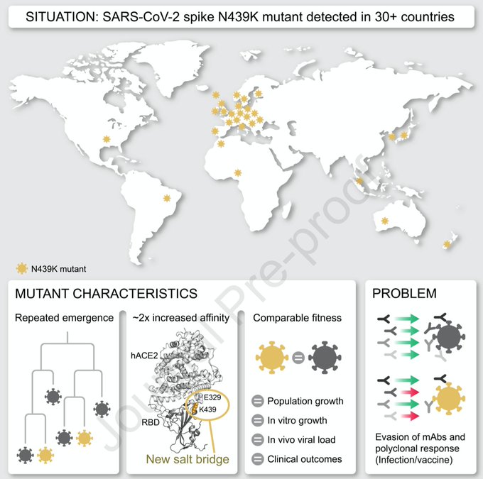 1/7 This article reflects how scientific collaboration is working across international borders with online colleagues that are willing to share their expertise openly. Using the UK's genomic early warning system  @CovidGenomicsUK we spotted a mutation that concerned us - N439K  https://twitter.com/CellCellPress/status/1354777858351181826