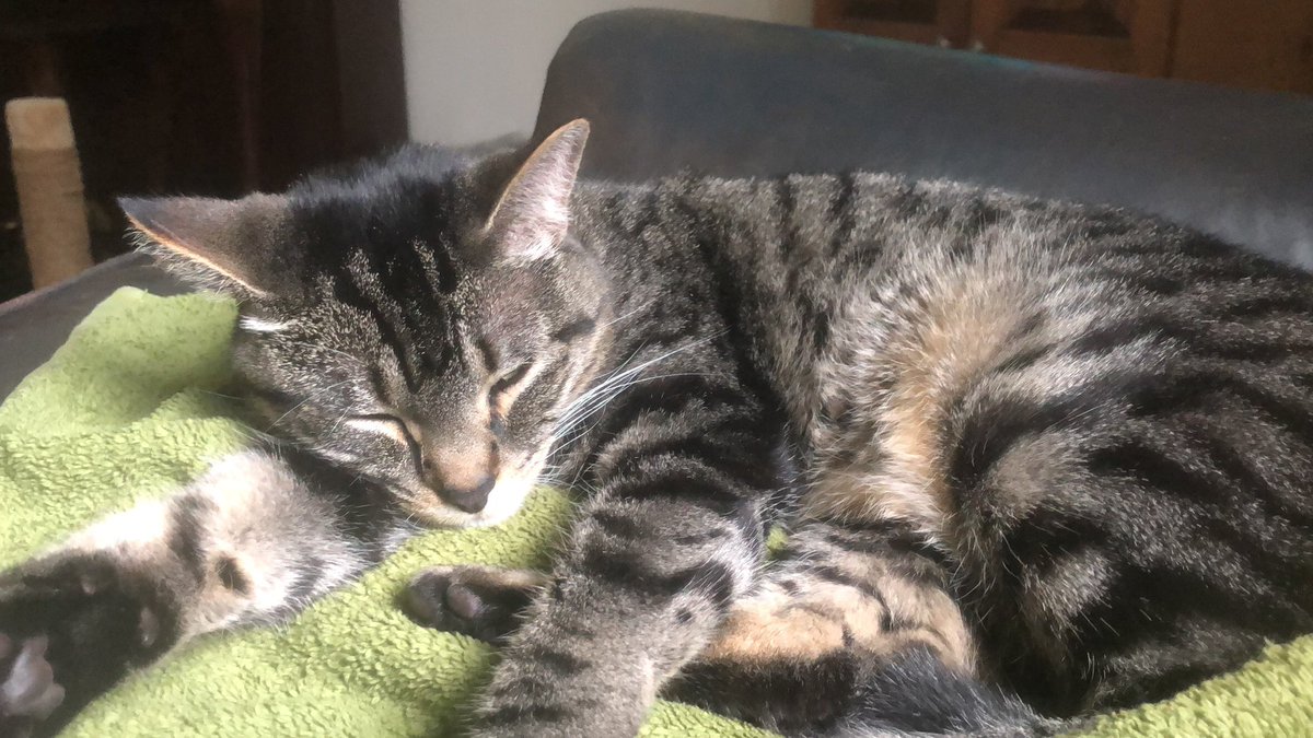 Patrick_Fenelon's tweet image. For every retweet this gets, I will pet this cat