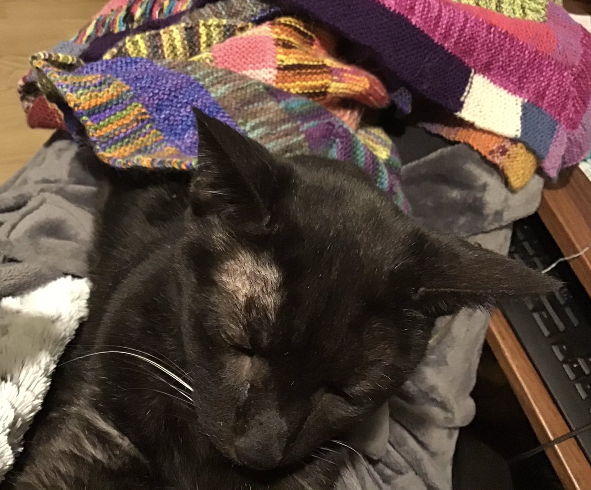 Jocelynn13's tweet photo. #CatsOfTwitter #catsofinstagram #cats #catstagram #knitstuff #knittersofinstagram #knittersoftwitter #knitting #knitter Napoleon likes when I work on my 10 stitch blanket. Extra warmth https://t.co/Z6RLThXUOu