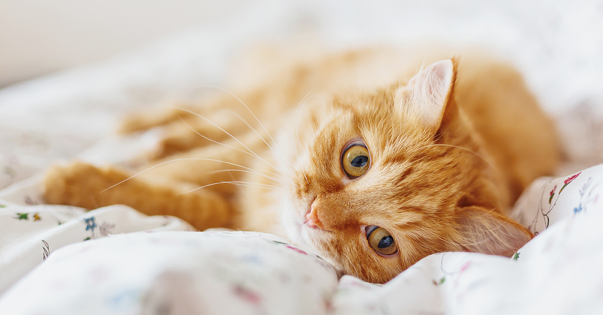 Here’s some important information for veterinarians — pass it on!

A new Foundation-funded study measured urine concentration of orally administered amoxicillin-clavulanate in cats. Learn about their findings: onlinelibrary.wiley.com/doi/10.1111/jv…