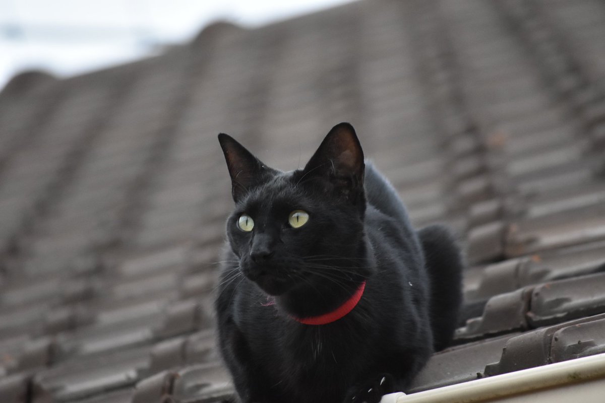 Bon problème de la couche réglé, y'avais un autre soucis. J'ai deux autre abrutis à la maisons qui aimerait faire en faire leur quatre heure du canard