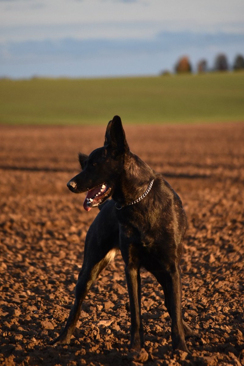 Bon problème de la couche réglé, y'avais un autre soucis. J'ai deux autre abrutis à la maisons qui aimerait faire en faire leur quatre heure du canard
