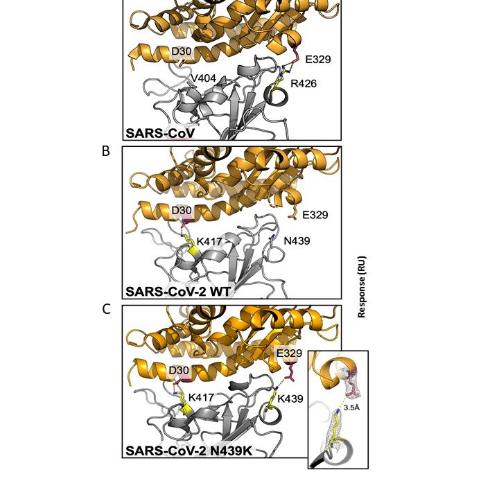 2/7 This change from asparagine to lysine at site 439 in spike (first detected in Scotland  @NHSGGC ) looked like it might increase binding to the human ACE2 receptor. Our international colleagues confirmed that binding affinity was increased by the formation of a new salt bridge