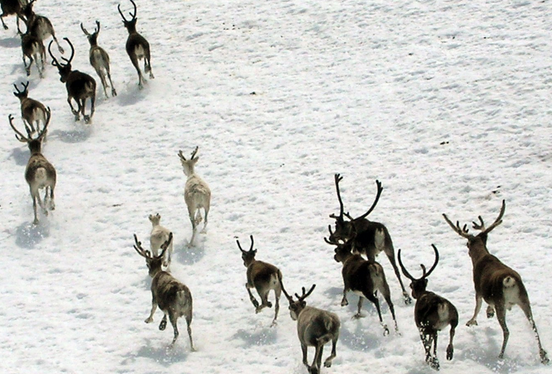 оленеводство в тайге. как зимует олень в лесу. в какую зону приходят зимовать олени. северные олени якутии. ненцы кочуют таймыр.