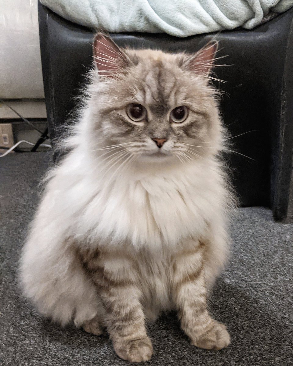 KukusDiary's tweet photo. I'm shaped like a potatoand I'm proud💛🥔 ps. Do you know who Kukuneko is? If not you need to meet her in my latest YouTube video! https://t.co/qU6RZa9TUd
Go check it out! #CatsOfTwitter #cats #catsofinstagram #youtuber #catvideo #YouTube #Caturday #cute #CuteCats #LOVE_YOURSELF https://t.co/p1K7ipLQeg