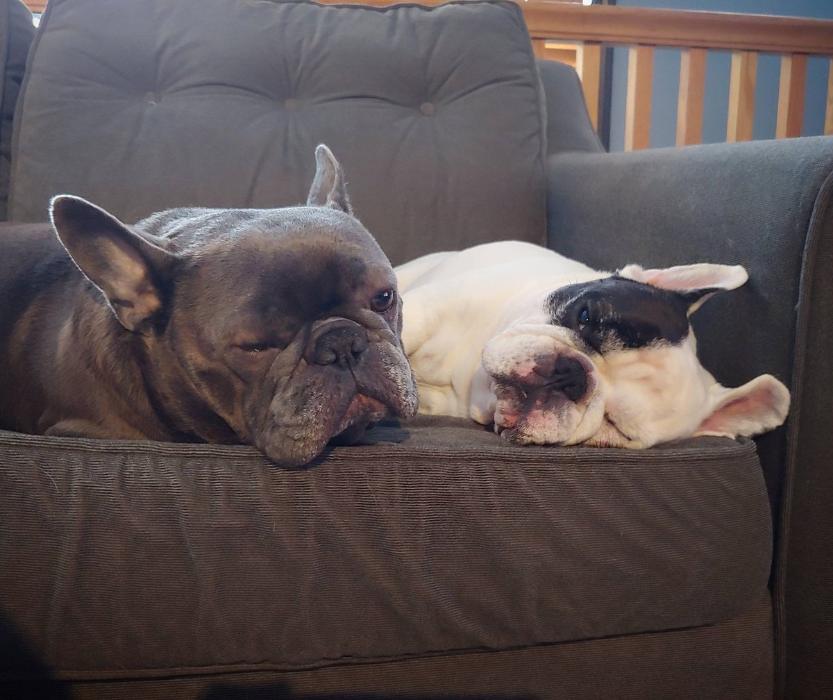 Can't we just take a nap without having our picture taken? 🙄
#dogs 
#dogsoftwitter