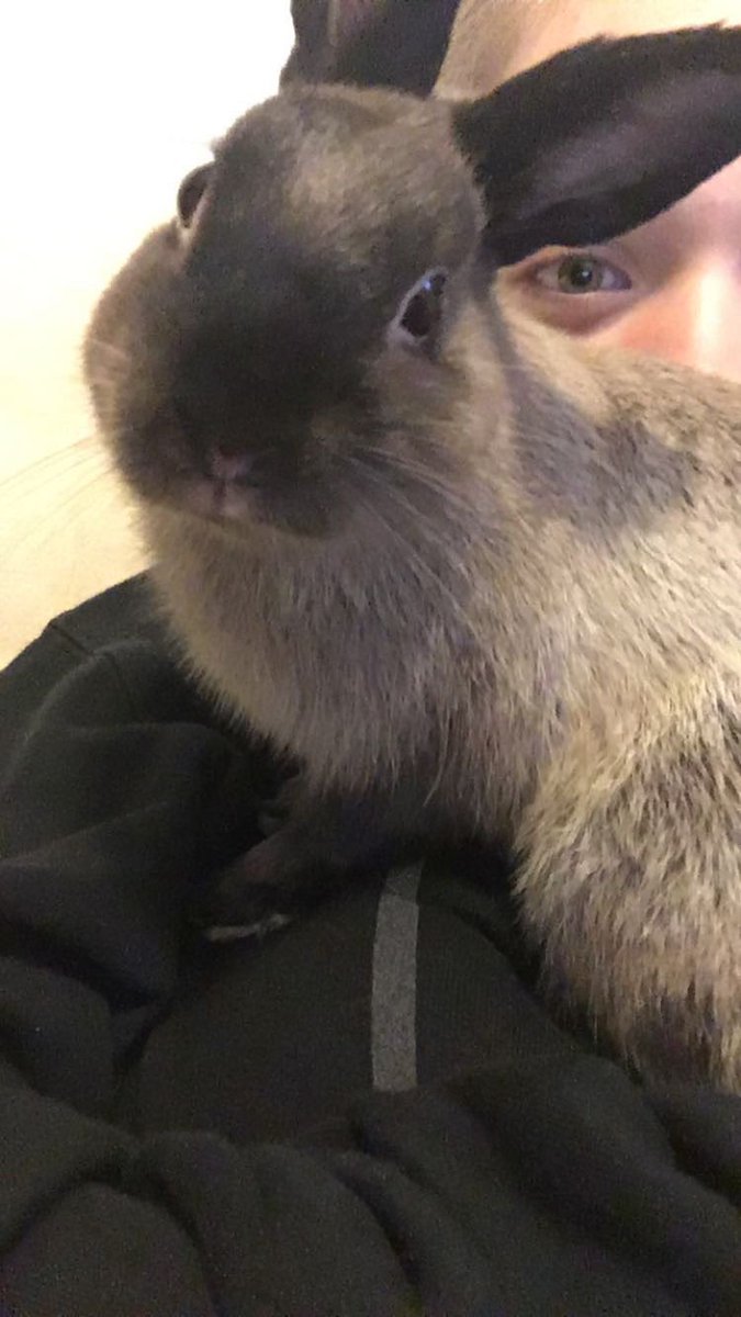 itssjordynhere's tweet photo. Love your pets a little extra for me today ❤️
Miss you already bubs, you were the best bunny anyone could ask for https://t.co/QwsvMXWHx3