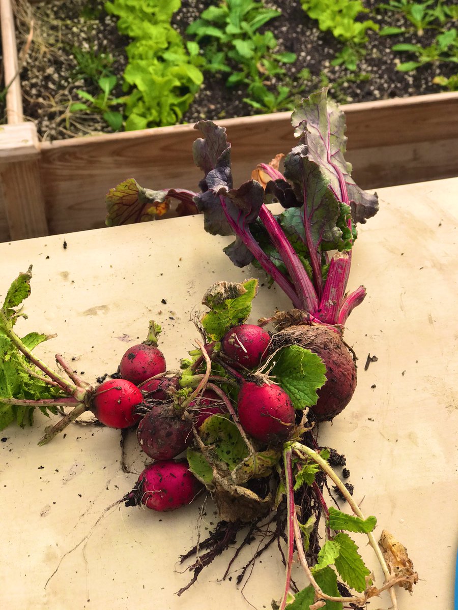 𝔖𝐮𝐢 𝔜𝐮𝐦𝐞𝐬𝐡𝐢𝐦𝐚 V Twitter 今日は春の野菜作りとガーデニングに向けてコンポストを混ぜる作業をしました そしていい加減収穫した秋の思い出のラディッシュ笑