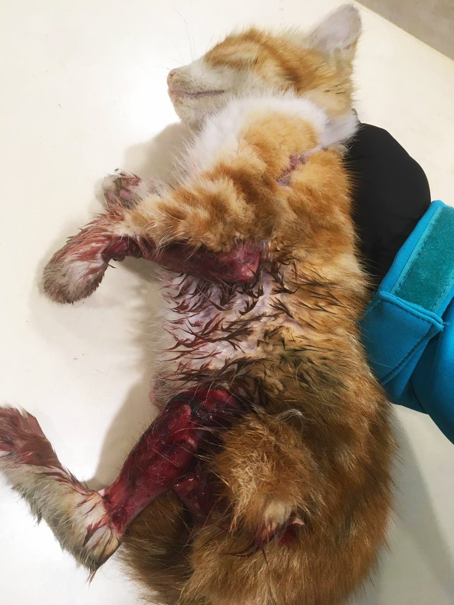 Patitas Cansadas Jaen tweet media