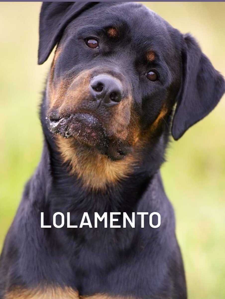 *Diego le quita el perro a Lola*

El perro: 

#LaIslaDeLasTentaciones2