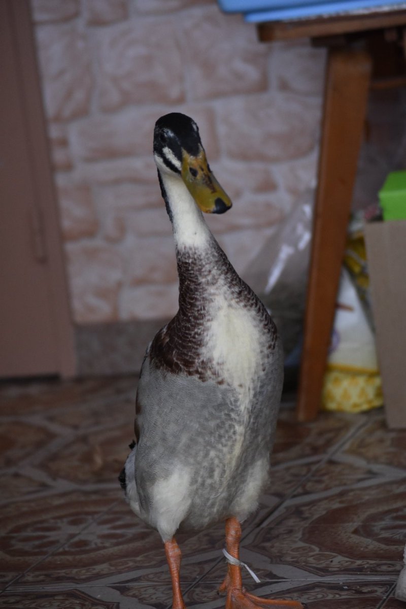 Et également c'était pas un canard sauvage, si vous regardez à sa pâte y'a une ficelle qu'on a jamais enlevé, il devait être dans un élevage soit pour la chasse soit chez un agriculteur