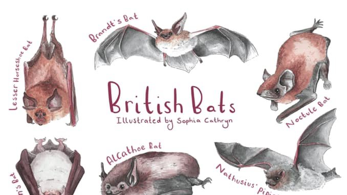 Hope you like my daughter's 'British Bats print ' available on her Etsy shop 

etsy.com/uk/shop/Sophia…

#austinbats #atxbats #congressbridgebats #batsarebeautiful #batslivehere #batsaregoodneighbors #batsbelong #givebatsabreak #dontblamebats #austinbatrefuge #abr