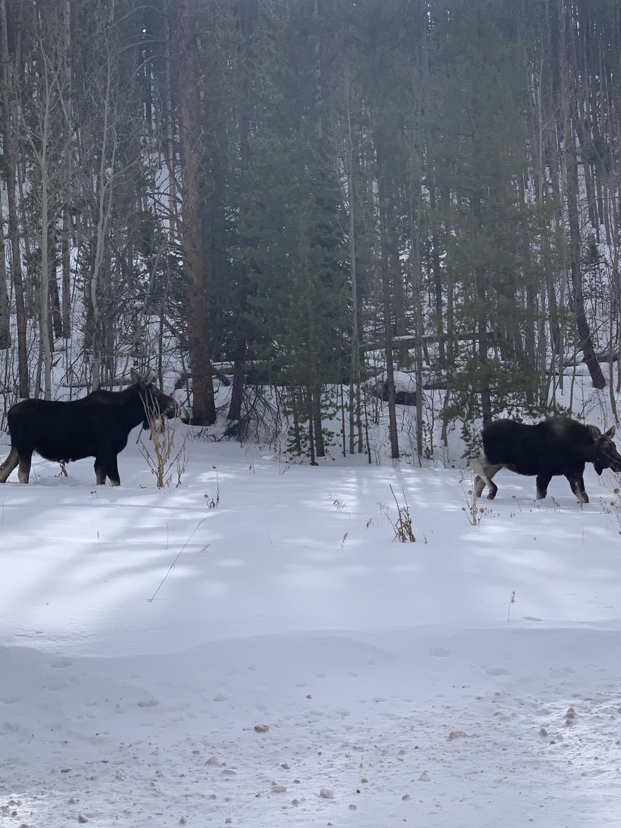 RehabStaffer's tweet photo. Just had to share this moose encounter near our home #keystone #mooseencounter https://t.co/aqMIbWEOTq