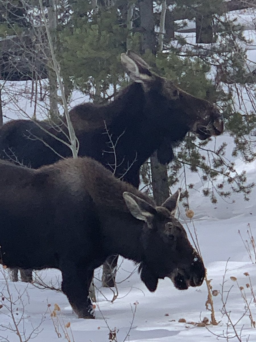 RehabStaffer's tweet photo. Just had to share this moose encounter near our home #keystone #mooseencounter https://t.co/aqMIbWEOTq