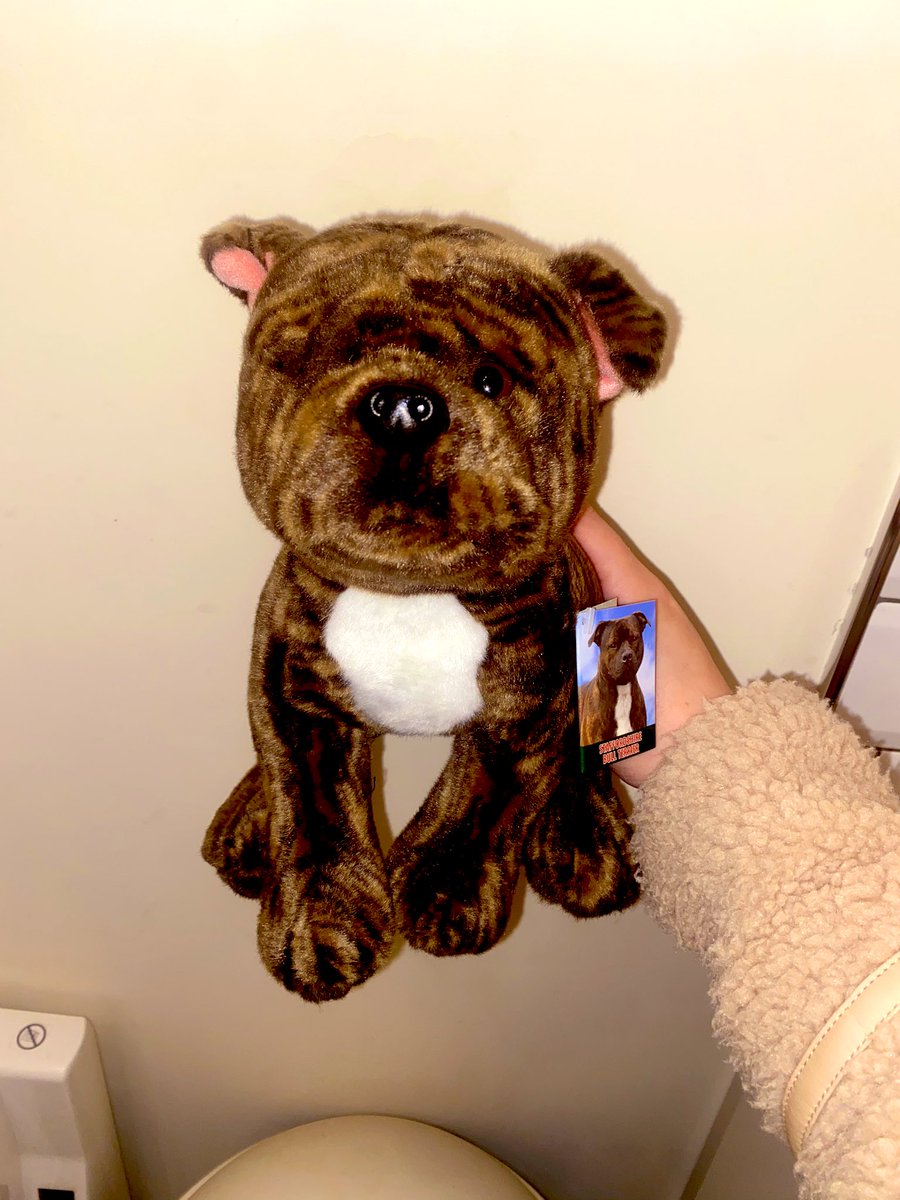 Rosie the brindle staff🐶 tweet media