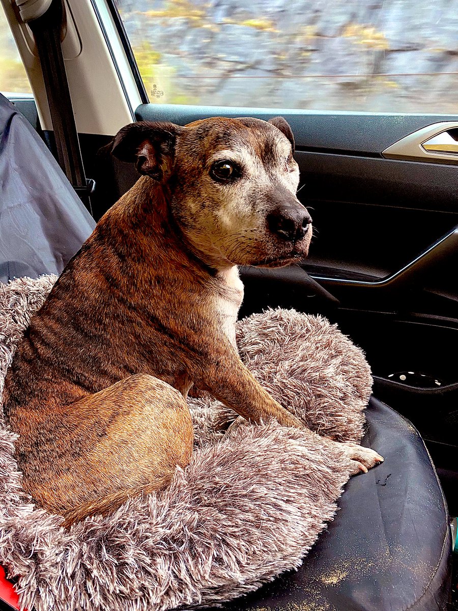 Rosie the brindle staff🐶 tweet media
