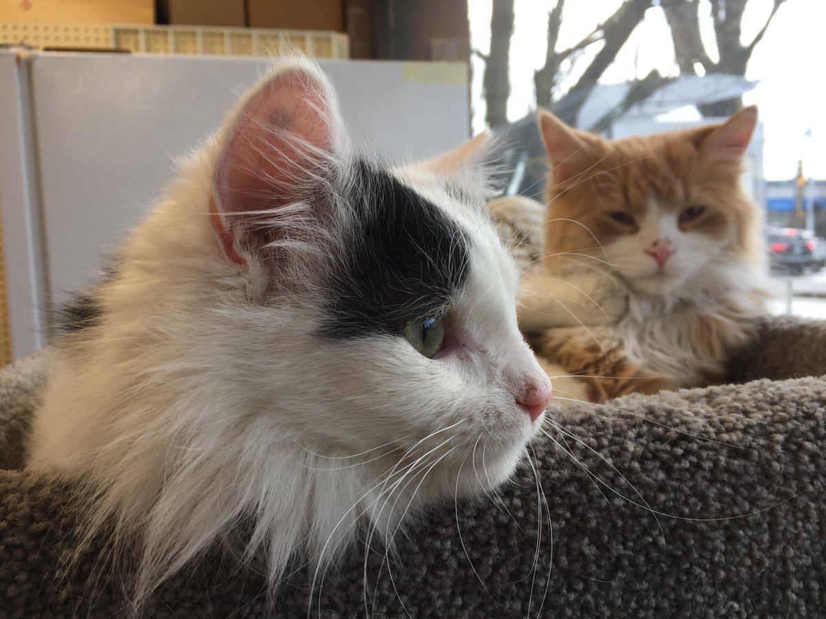 Canadiancatluv's tweet photo. Meet Ollie and Stan! They're being fostered by Mother Hubbard's pet food and supplies in South Surrey, B.C. 
#rescuecats #fostercats #kitties #kittens https://t.co/SYjbzz452N
