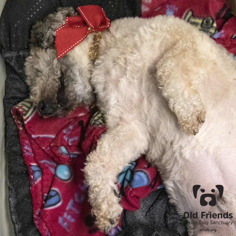 oldfriendssds's tweet photo. "I ate too much, I sure could use a belly rub!"- Henry
#ofsds #ofsdshenry #ofsdsrobby #ofsdsbabycakes #seniordogs #ofsdsdinnertime #ofsdsbondedpair #bondedapair https://t.co/hDgeRa8ZEs