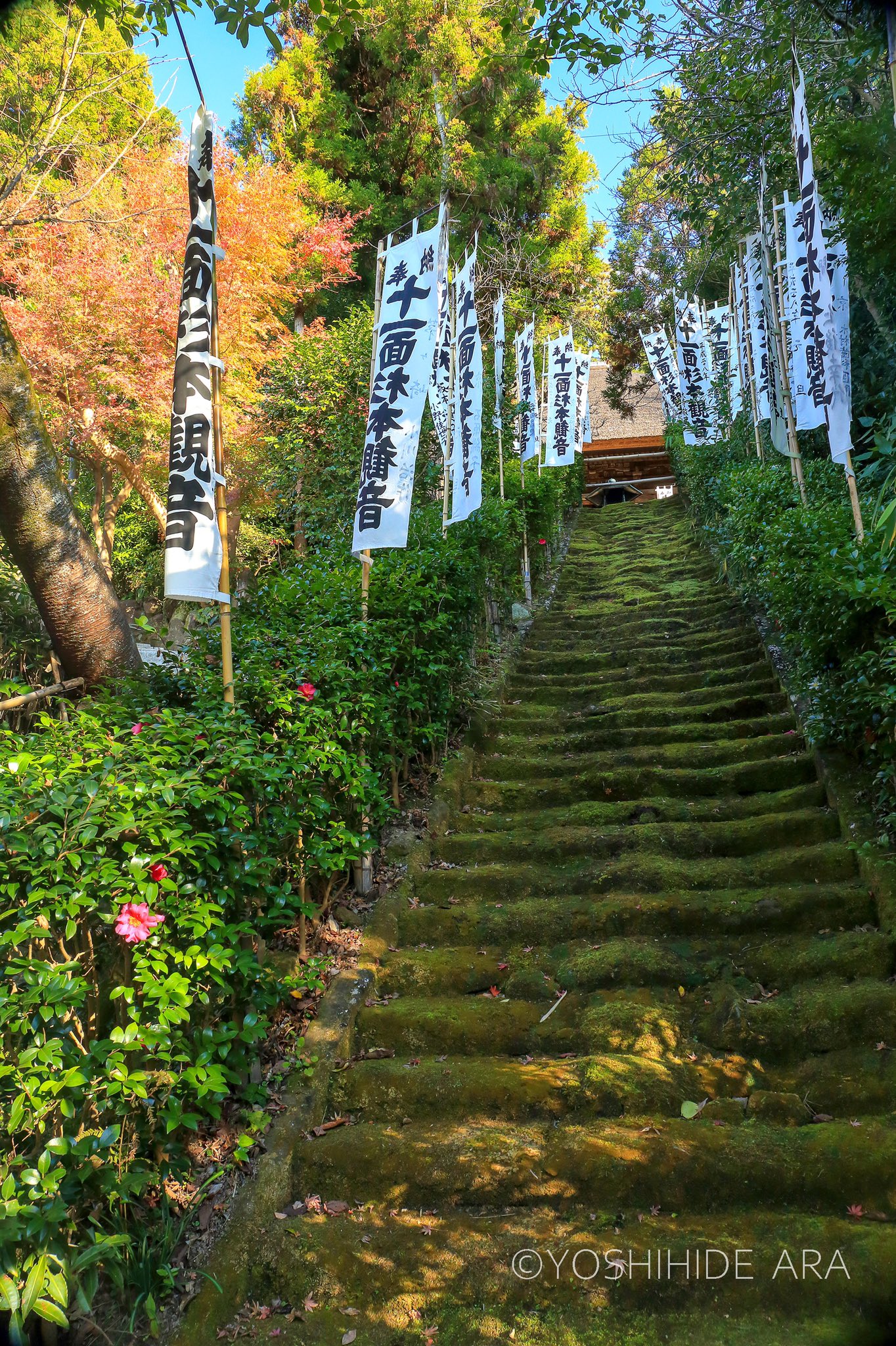 苔の階段 Twitter Search Twitter