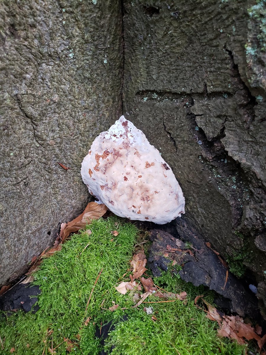 i wish i could eat every mushroom i find