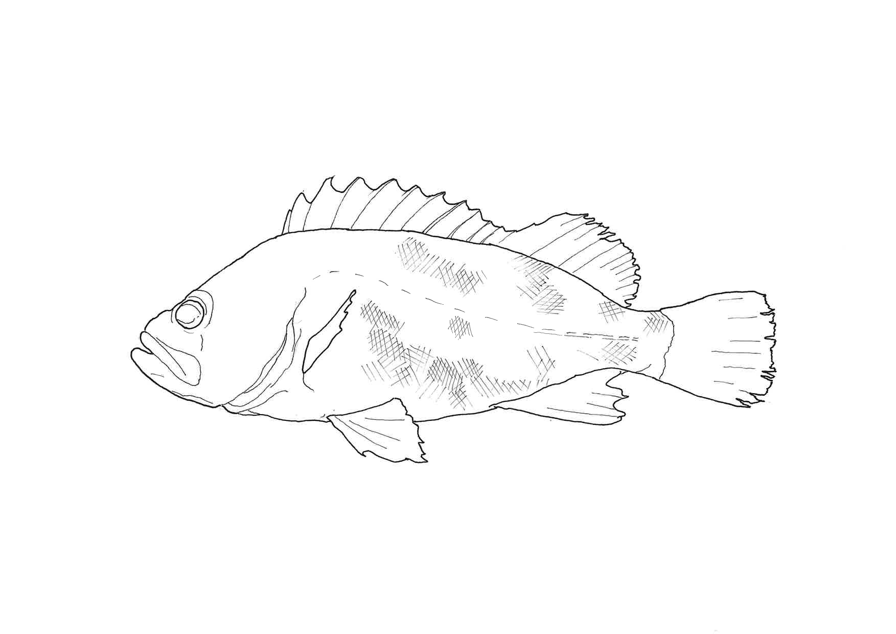 Twitter 上的 ターレンスジャパン 公式 今週もやります 中の人が趣味で描いた魚の塗り絵を会社の公式に勝手にツィートするコーナー 今週の魚は クロソイ です プリントアウトしてお好きな描画材で塗っておうち時間を楽しんでください No 大人の塗り絵