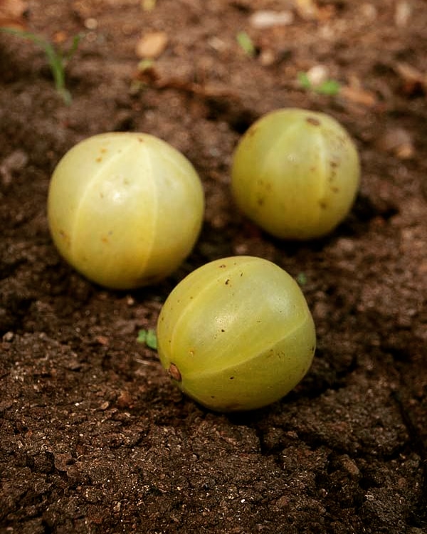 Benefits of Amla according to Ayurveda 1- In lack of hemoglobin in body, drinking Amla juice can help. It helps in creation of Red Blood Cells.