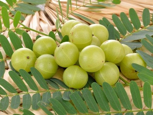 4- In case of hiccups and vomiting Amla relieves, having Amla juice with Mishri stops hiccups.5- Amla is beneficial for Diabetes patients, if a person takes Amla with honey daily then it helps cures this desease. Vitamin C contained in Amla increases immunity.