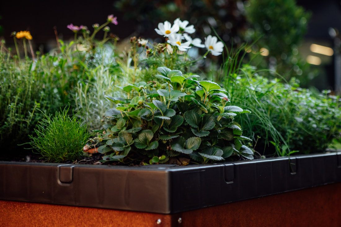 MCEC's tweet photo. Our food cubes are lovin' the #Melbourne rain🌧️🌱 Be sure to check them out next time you visit our courtyard. 🍃Each cube can grow 25kg of produce and will be used to grow herbs and other food for Goldfields Café & Bar.
#Sustainability #Biofilta #Urbangarden https://t.co/yQwqMLVhP3