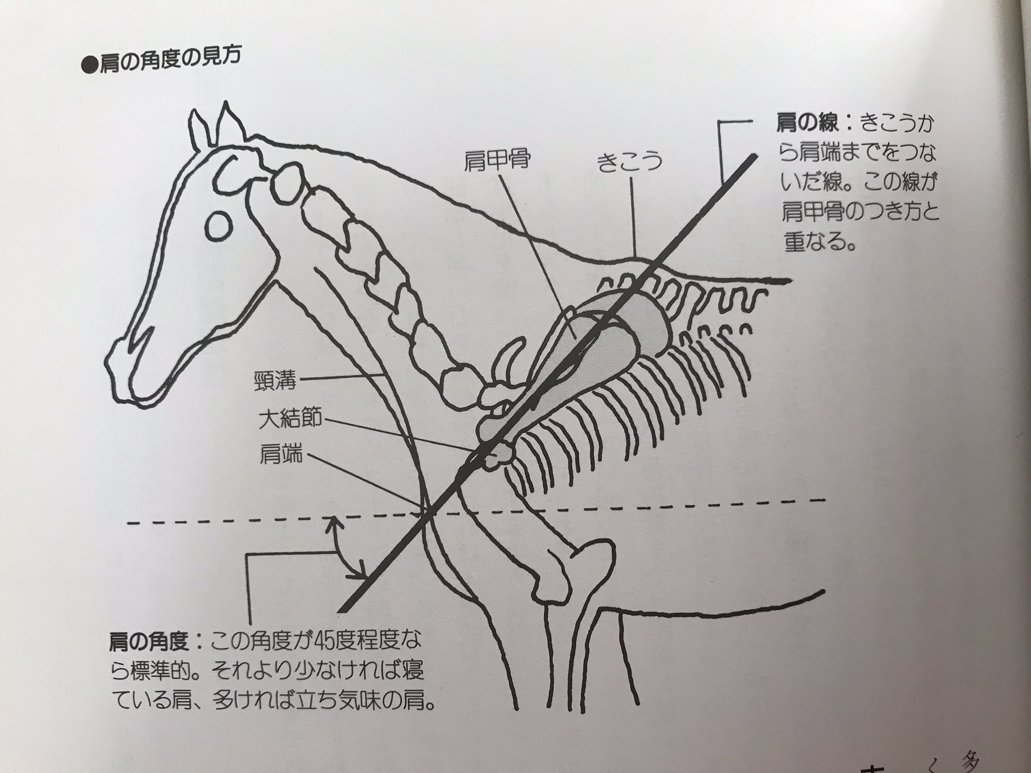 ちとせお 馬体本を読みなおして 走りの軸は肩にある との事 きこうを支点にした肩と前脚の動きが走りのリズムの根源 後ろ脚はこのリズムで前に押し出す推進力を生む 首もこのリズムで振り子のように動き後ろ脚の推進力を増幅する こういう仕組みでお