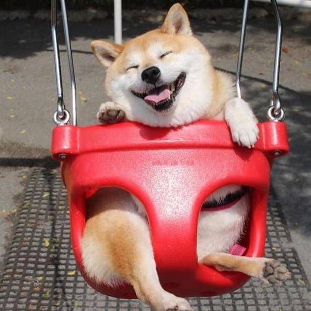 TheDogeInvestor's tweet photo. Mood after seeing #dogecoin hit a 600% increase today!
#ToTheMoon 🚀📈🚀📈🚀📈 https://t.co/G1Ha4sJhmG
