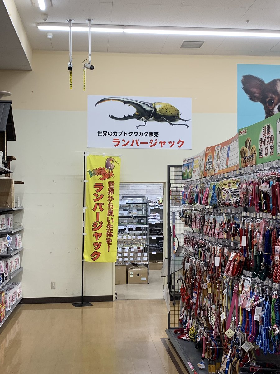 満田晴穂 よく行くホームセンターにいつのまにか昆虫コーナー出来たんだな 随分ちゃんとした品揃えだなと外でたらランバージャックだった 国分寺住んでた時も近くにあったし何かと縁のある店だな 満田晴穂 よく行くホームセンターにいつのまにか昆虫コーナー出来たんだな 随分ちゃんとした品揃えだなと外でたらランバージャックだった 国分寺住んでた時も近くにあったし何かと縁のある店だな