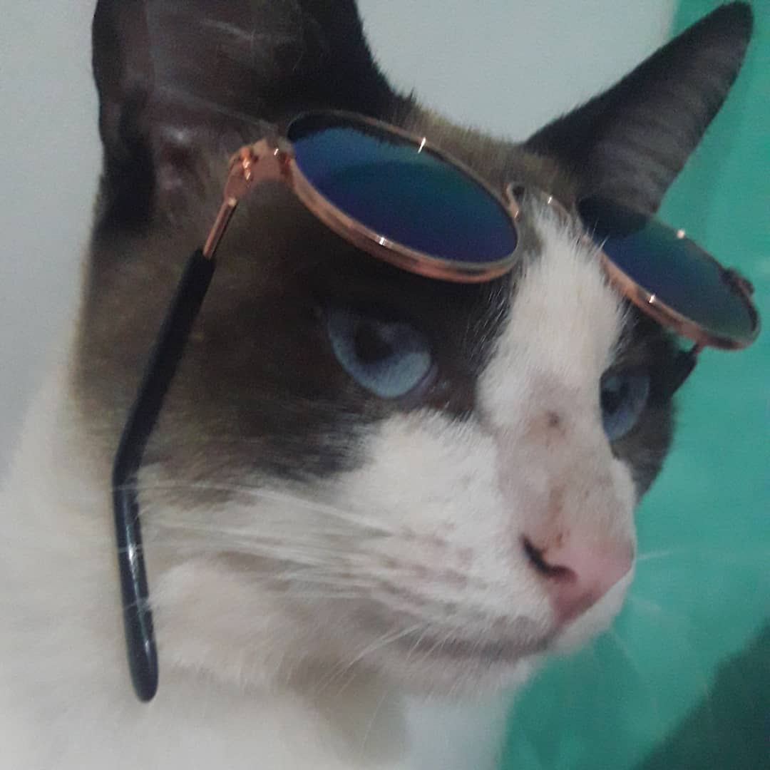 Simbaincrivel19's tweet photo. Pode olhar no meu olho ta , mas cuidado não se apaixonar 😻😘 https://t.co/LthYGzsRKC