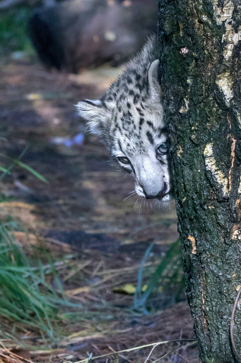 woodlandparkzoo's tweet photo. Throwback to the sneakiest snow leopard in town in honor of the 40th anniversary of our conservation partner @snowleopards! Congrats to the team for their incredible momentum in protecting this majestic species: https://t.co/CVLfOFAxyt #savingspecies #tbt https://t.co/ki413vRxm2