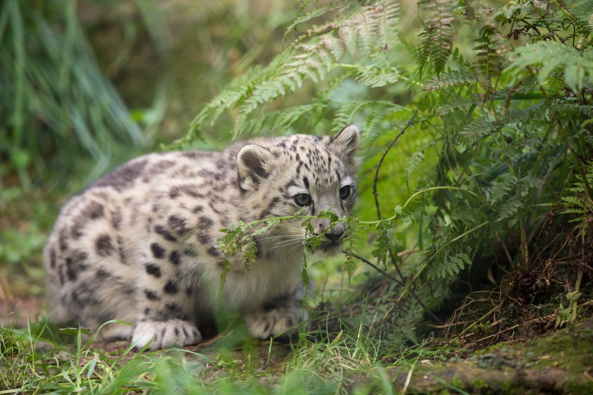 Throwback to the sneakiest snow leopard in town in honor of the 40th anniversary of our conservation partner <a href="/snowleopards/">Snow Leopard Trust</a>! Congrats to the team for their incredible momentum in protecting this majestic species: snowleopard.org/40thanniversar… #savingspecies #tbt