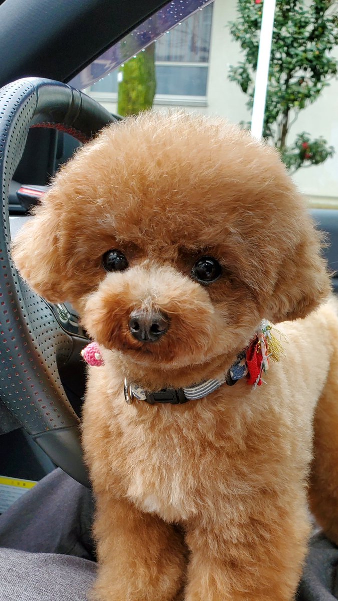 ヒガンバナ 麦の丸い頭は 頭と耳のラインを丸くつないでそろえるカットだそうです 前のトリマーさんが耳の短さを生かすように こうしてくれました 感謝です トイプードル トリマー トリミング