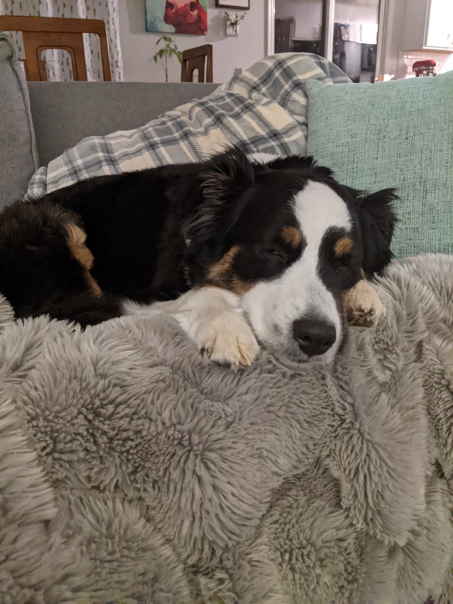 Spooner150TTV's tweet photo. @Hantao An Aussie is in your future!!! https://t.co/MEvfLPsvlk