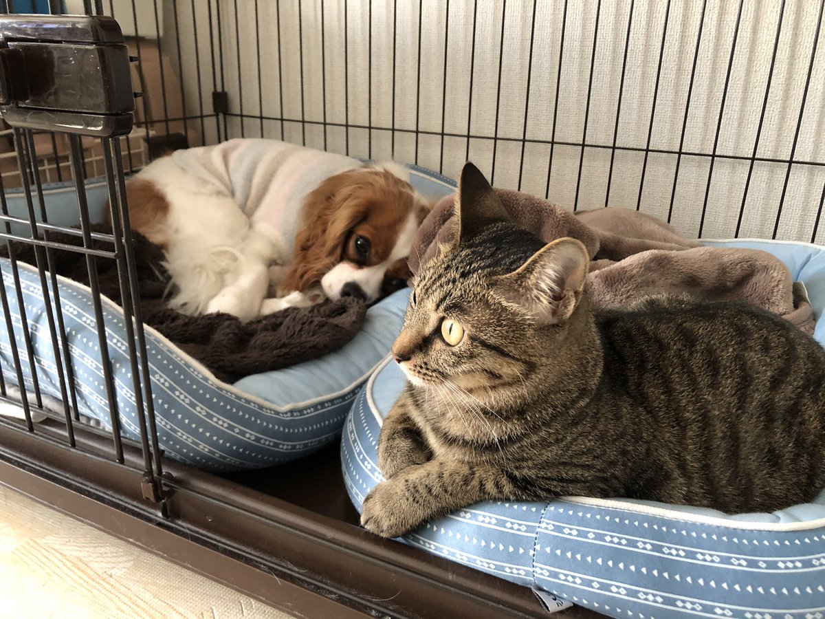 Diana Elena Diana And Elena Twitter