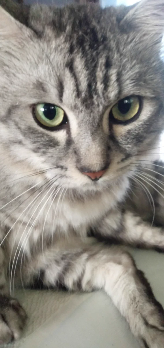 猫を探しています！見かけましたらご連絡ください。