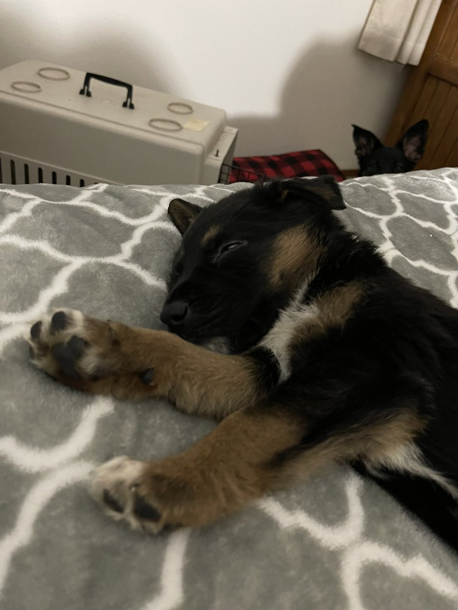 Jasonpalinsky's tweet photo. Newest member of the family 😊 https://t.co/2qKKNnNAAm
