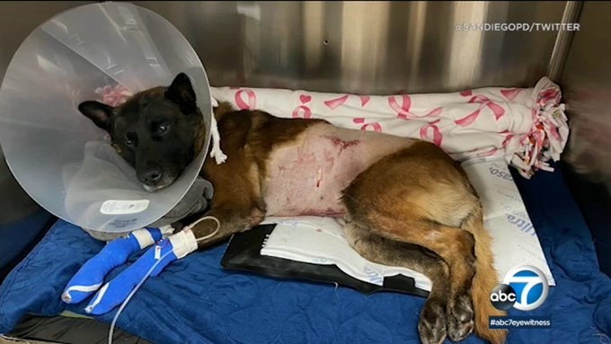 OnPatrolK9's tweet photo. Police dog recovering after being stabbed in San Diego 
🙏Paying for you, Titan. Cone of pride looks great. Waiting for you to start biting criminal butts again
@SanDiegoPD
https://t.co/V7fDNpmyAy 
#BlueLine #BackTheBlue #dog #K9 #police #military #WaronDrugs #LivePD https://t.co/8dJhmIyFsE