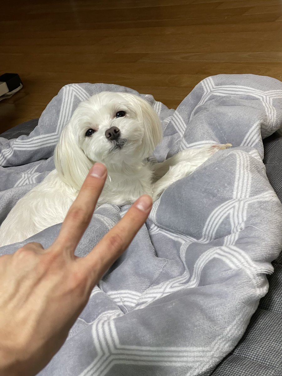 YOO SEONHO·유선호 tweet media