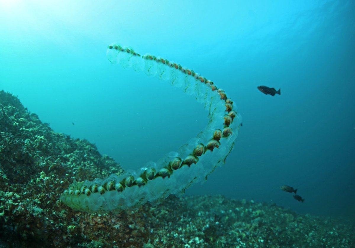 salps like Tethys vagina can reproduce at breakneck speed, filling a once-empty bay with their million bodies in a matter of weeks. In doing so...[image = wiki]