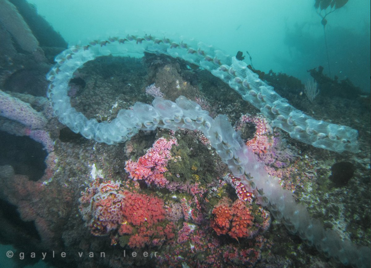 ...they eat so much algae that they poop out heavy carbon-rich pellets. Pellets of poop that sink. And FAST. Tethys vagina, and other salps like it, maybe one of Earth's secret wepons in the battle against climate change...